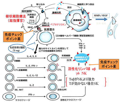 Ɖu